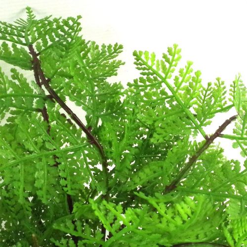 Artificial Potted Lady Fern (Athyrium Filix-Femina)