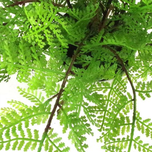 Artificial Potted Lady Fern (Athyrium Filix-Femina)